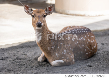 白斑 白斑 119209200