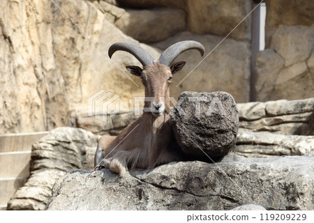 Burberry Sheep Burberry Sheep 119209229