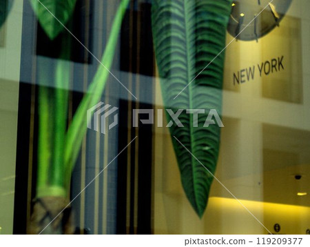 plant on wall 119209377