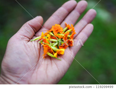 手掌上採摘的食用花 手掌上採摘的食用花 119209499