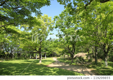 Early summer park refreshing woodland Early summer park refreshing woodland 119209855