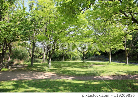 Early summer park refreshing woodland Early summer park refreshing woodland 119209856