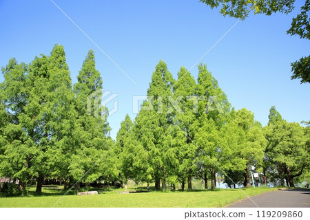 初夏公園,清爽的水杉綠 初夏公園,清爽的水杉綠 119209860