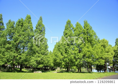 初夏公園,清爽的水杉綠 初夏公園,清爽的水杉綠 119209861