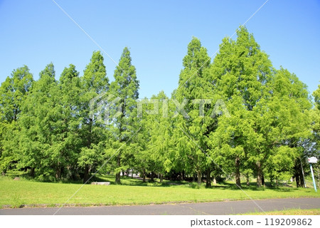 初夏公園,清爽的水杉綠 初夏公園,清爽的水杉綠 119209862