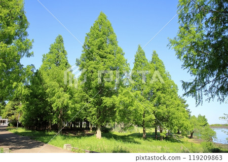 初夏公園,清爽的水杉綠 初夏公園,清爽的水杉綠 119209863
