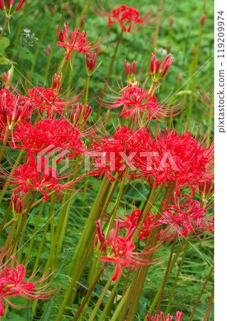 Red flower 119209974