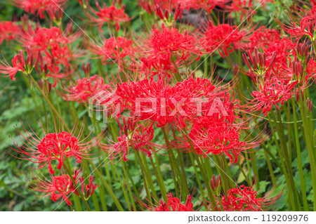 Red flower 119209976