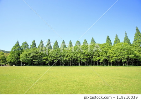 Early summer park, refreshing, wooded area, lawn area Early summer park, refreshing, wooded area, lawn area 119210039