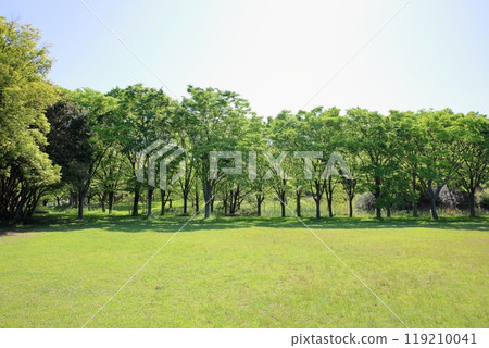 Early summer park, refreshing, wooded area, lawn area Early summer park, refreshing, wooded area, lawn area 119210041