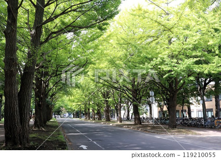 Hokkaido University Ginkgo Tree Line, Sapporo, Hokkaido 119210055