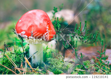 Young Amanita Muscaria, Known as the Fly Agaric or Fly Amanita Young Amanita Muscaria, Known as the Fly Agaric or Fly Amanita 119210141