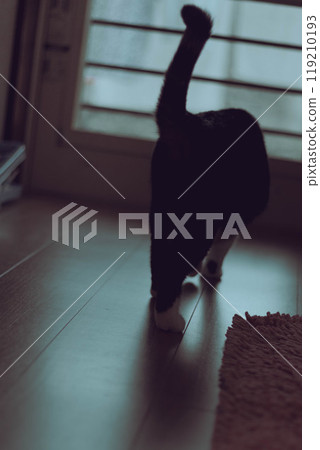 Cats: Dark image Cats: Dark image 119210193