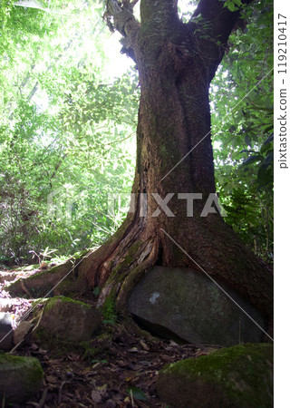 一棵大樹覆蓋著一塊岩石 一棵大樹覆蓋著一塊岩石 119210417