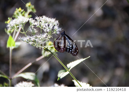 編號的蝴蝶 119210418