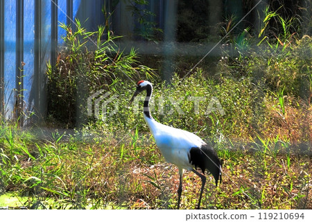 Japan's largest wooden triple drum bridge, Tsuru no Mai Bridge - Red-crowned Crane 119210694