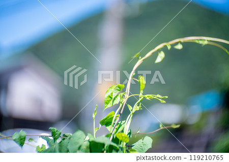 Weeds thrive even in the heatwave Weeds thrive even in the heatwave 119210765
