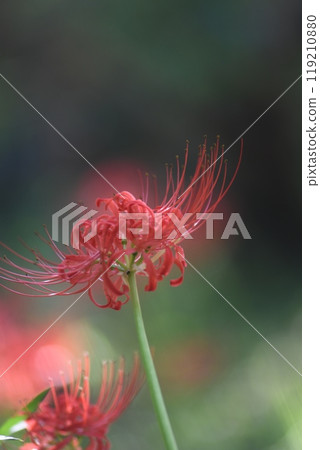 蒲根鎌倉中央公園 蒲根鎌倉中央公園 119210880