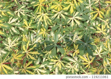 Singkong variegata cheche leaf plant on farm Singkong variegata cheche leaf plant on farm 119211061