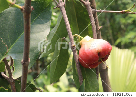 Syzygium samarangense fruit plant on nursery Syzygium samarangense fruit plant on nursery 119211062