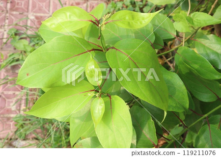 Schisandra chinensis fruit plant on farm Schisandra chinensis fruit plant on farm 119211076