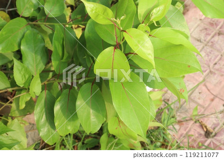 Schisandra chinensis fruit plant on farm 119211077