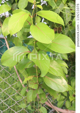 Schisandra chinensis fruit plant on farm Schisandra chinensis fruit plant on farm 119211078