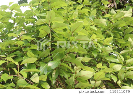 Schisandra chinensis fruit plant on farm Schisandra chinensis fruit plant on farm 119211079