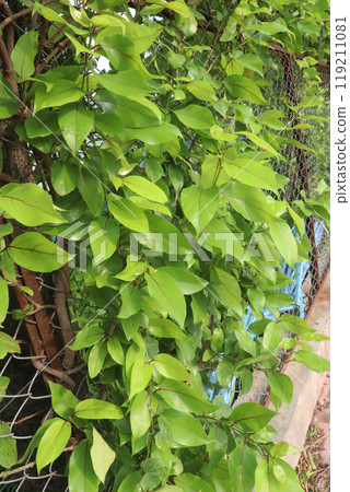 Schisandra chinensis fruit plant on farm Schisandra chinensis fruit plant on farm 119211081