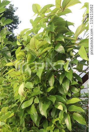 Schisandra chinensis fruit plant on farm Schisandra chinensis fruit plant on farm 119211082