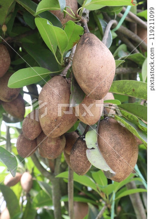 Sapodilla on tree in farm for harvest Sapodilla on tree in farm for harvest 119211099