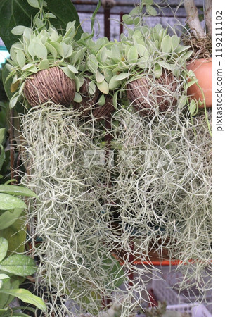 Spanish moss tree plant on hanging pot Spanish moss tree plant on hanging pot 119211102
