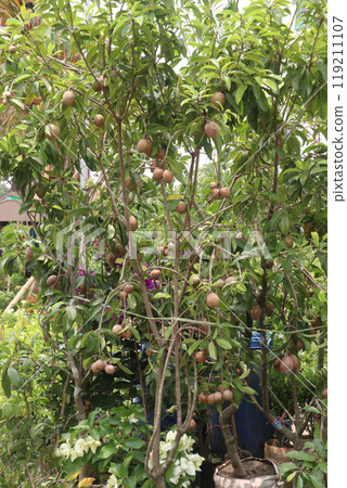 Sapodilla on tree in farm for harvest 119211107