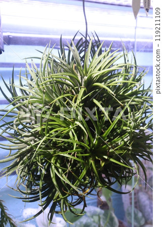 Tillandsia ionantha plant on hanging pot Tillandsia ionantha plant on hanging pot 119211109