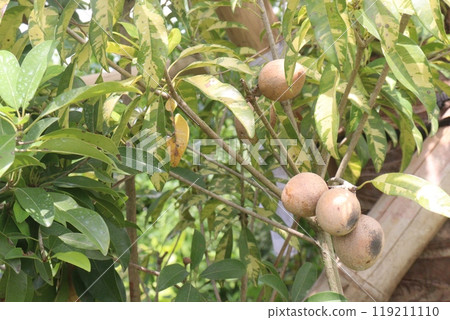 Sapodilla on tree in farm for harvest Sapodilla on tree in farm for harvest 119211110