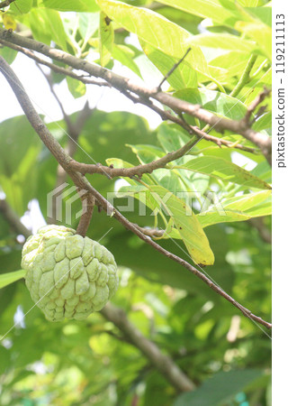 Sugar Apple on tree in farm Sugar Apple on tree in farm 119211113
