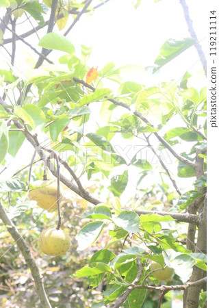 Santol in tree on farm are cash crops 119211114