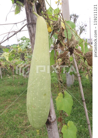 Sponge gourd on farm for harvest 119211121