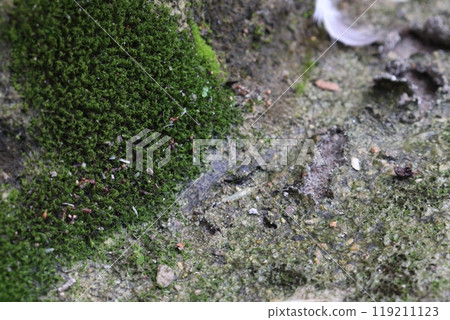 Syrrhopodon incompletus plant on wall 119211123