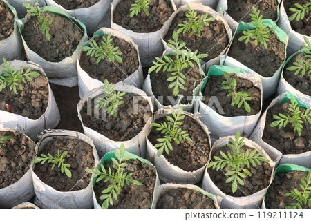 marigold flower seedling on nursery marigold flower seedling on nursery 119211124