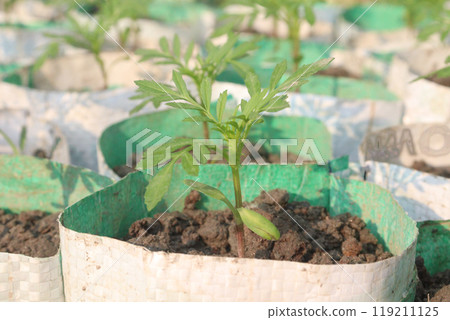 marigold flower seedling on nursery marigold flower seedling on nursery 119211125