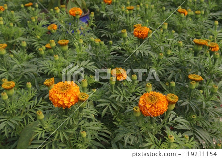 orange colored marigold flower on farm for sell orange colored marigold flower on farm for sell 119211154