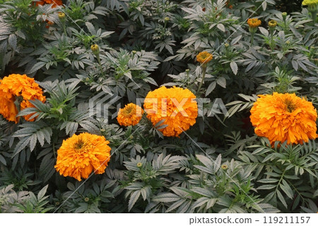 orange colored marigold flower on farm for sell orange colored marigold flower on farm for sell 119211157
