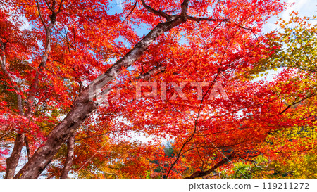 Konami河秋葉 119211272