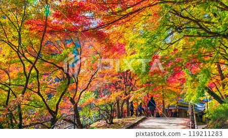 Korankei (Autumn) 119211283