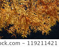 Autumn leaves of Metasequoia 119211421