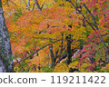 Maple leaves at Tsuwano Castle ruins 1 119211422