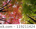 Maple leaves at Tsuwano Castle ruins 3 119211424