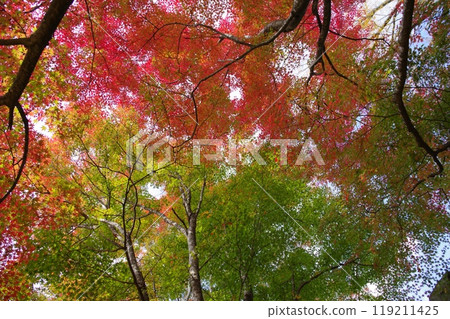 Maple leaves at Tsuwano Castle ruins 4 119211425