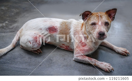 Dog with severe skin condition, possibly mange, covered in scabs and hair loss. Dog with severe skin condition, possibly mange, covered in scabs and hair loss. 119211605